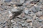 Water monitor lizard walking on river rocks [sumatra_1405]