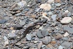 Water monitor lizard walking on river rocks [sumatra_1406]
