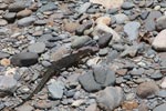 Water monitor lizard walking on river rocks [sumatra_1407]