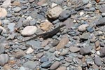 Water monitor lizard walking on river rocks [sumatra_1408]