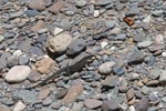 Water monitor lizard walking on river rocks [sumatra_1410]