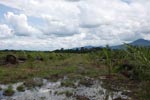 Rainforest area logged for oil palm plantation