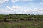 Rainforest area logged for oil palm plantation [sumatra_1413]