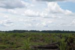 Oil palm plantation on former rainforest land [sumatra_1420]