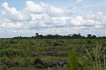 Oil palm plantation on former rainforest land [sumatra_1423]