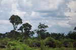 Oil palm plantation on former rainforest land [sumatra_1427]
