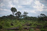 Oil palm plantation on former rainforest land [sumatra_1428]