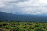 Oil palm plantation and rainforest [sumatra_1450]