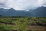 Oil palm plantation and rainforest [sumatra_1452]