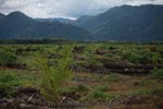 Oil palm plantation and rainforest