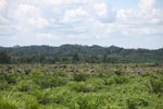 Oil palm plantation and rainforest [sumatra_1455]