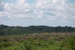 Oil palm plantation and rainforest [sumatra_1460]