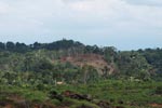 Hillside clearing for oil palm