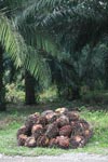 Fresh fruit bunches in an oil palm plantation
