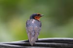 Barn Swallow (Hirundo rustica) [sumatra_9001]