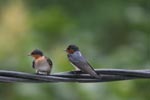 Barn Swallows (Hirundo rustica) [sumatra_9002]