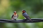Barn Swallows (Hirundo rustica) [sumatra_9003]
