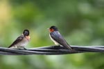Barn Swallows (Hirundo rustica) [sumatra_9005]