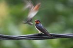 Barn Swallows (Hirundo rustica)