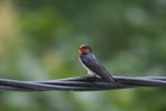 Barn Swallow (Hirundo rustica) [sumatra_9007]