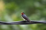 Barn Swallow (Hirundo rustica) [sumatra_9008]