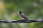 Barn Swallow (Hirundo rustica) [sumatra_9011]