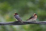 Barn Swallows (Hirundo rustica) [sumatra_9013]