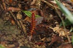 Giant red centipede [sumatra_9018]