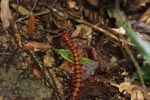 Giant red centipede [sumatra_9019]