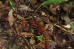 Giant red centipede [sumatra_9020]
