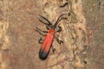 Red and black insect
