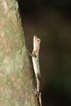 Green hued lizard [sumatra_9022]
