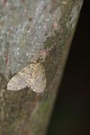 Brown moth [sumatra_9030]