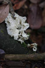 Fungi [sumatra_9034]
