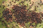 Termites [sumatra_9037]