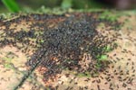 Termites [sumatra_9038]