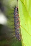 Hairy caterpillar [sumatra_9041]