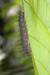 Hairy caterpillar [sumatra_9045]