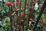 Wild red ginger flowers [sumatra_9046]
