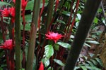 Wild red ginger flowers [sumatra_9047]
