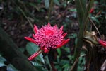 Wild red ginger flowers [sumatra_9055]