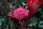 Wild red ginger flowers [sumatra_9057]