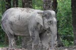 Sumatran elephant (part of a conservation program to reduce human-wildlife conflict) [sumatra_9064]