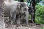 Sumatran elephant (part of a conservation program to reduce human-wildlife conflict)