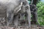 Sumatran elephant (part of a conservation program to reduce human-wildlife conflict) [sumatra_9067]