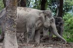 Sumatran elephant (part of a conservation program to reduce human-wildlife conflict) [sumatra_9069]