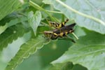 Mating grasshoppers [sumatra_9073]