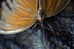 Blue-eyed butterfly [sumatra_9076]