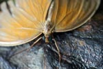 Blue-eyed butterfly [sumatra_9079]