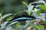 Rajah Brooke's Birdwing (Trogonoptera brookiana), a black butterfly with green markings and a bright red head